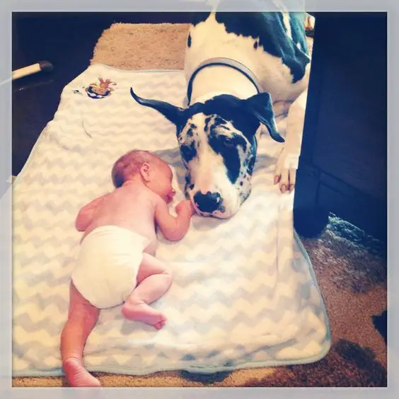 Great Dane on the floor with a sleeping baby