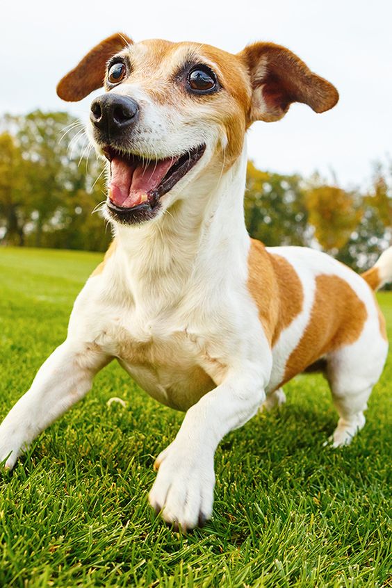 A happy Jack Russell at the park