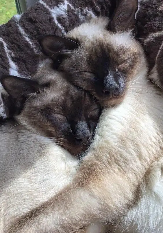 two Siamese Cat snuggled up with each other while sleeping
