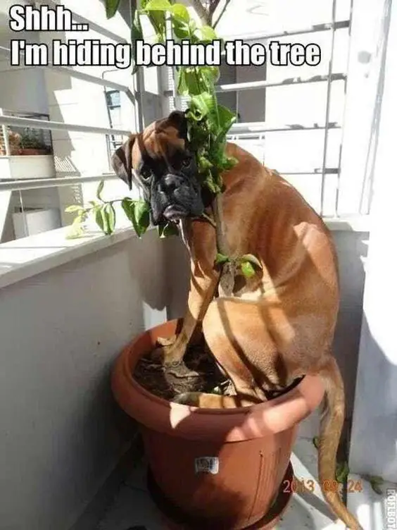 A Boxer sitting on top of the potted plant by the window