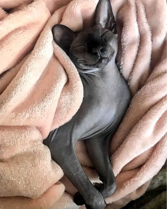 black Sphynx Cat snuggled up in blanket while sleeping