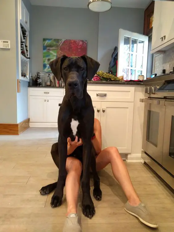 Great Dane sitting on its owner's lap on the floor
