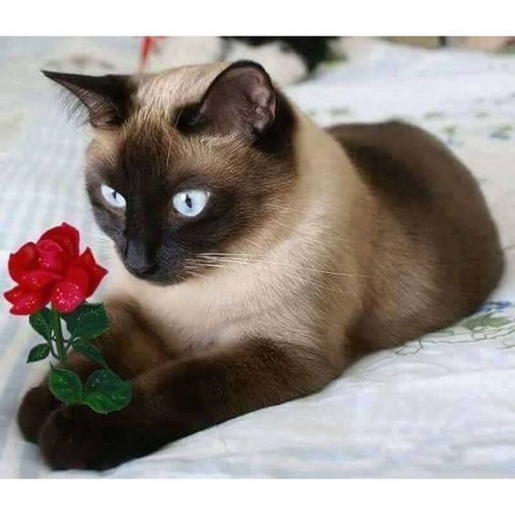 black and cream Siamese Cat with blue eyes lying on the bed looking a plastic roses
