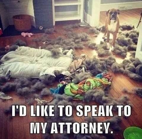 photo of a Boxer standing in the middle of the scattered foam and torn bed and with text - I'd like to speak to my attorney.