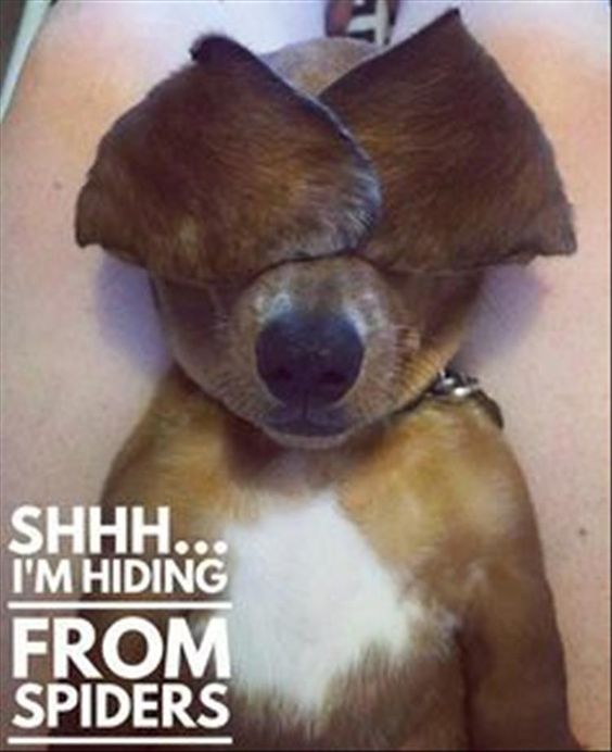 Dachshund covering its eyes with its ears picture with a text 