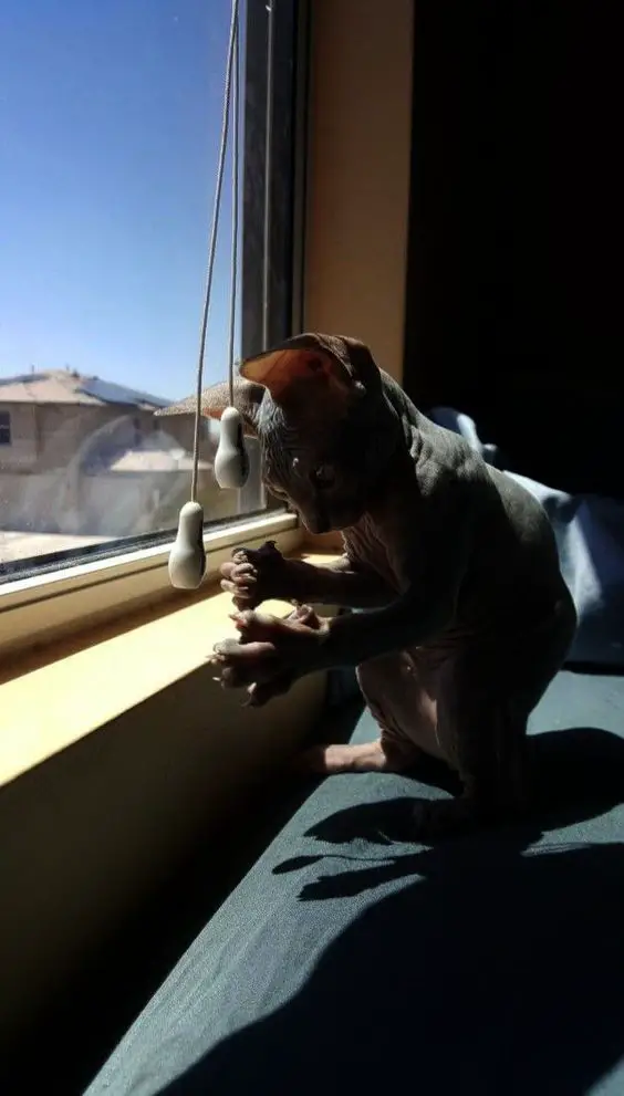 Sphynx Cat sitting beside the window while playing with its toy
