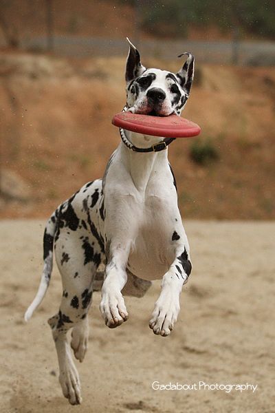 Great Dane running with a frisbee in its mouth
