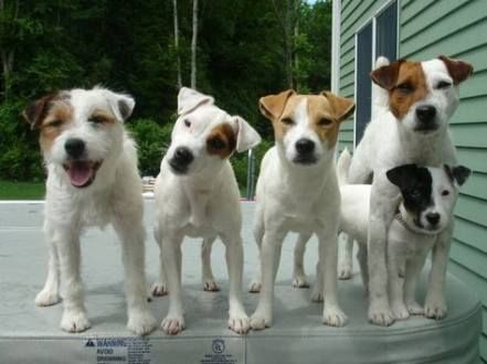 five Jack Russell standing on top of the table in the backyard