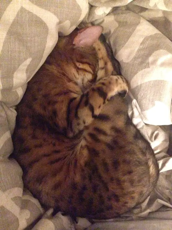 sleeping Bengal Cat in super curled up pose