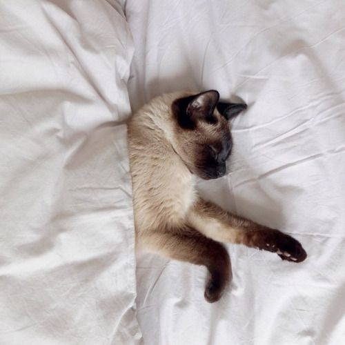Siamese Cat sleeping on the bed