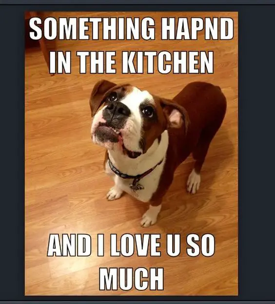 photo of a Boxer puppy standing on the floor wile looking up with its begging face and with text - Something happened in the kitchen and I love u so much
