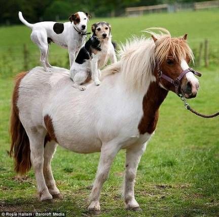 two Jack Russell sitting on the back of the horse in the field