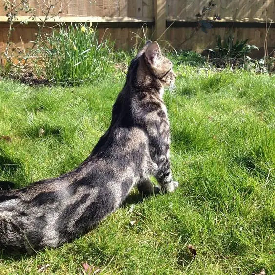 Bengal Cat with long body stretching in the garden