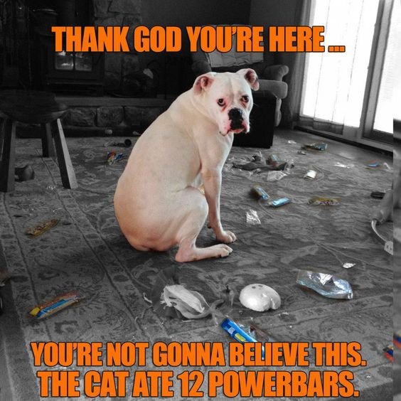 A Boxer sitting on the floor with things around him photo and with text - Thank God you're here... You're not gonna believe this. The cat ate 12 powebars