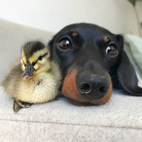 Dachshund face beside a duckling