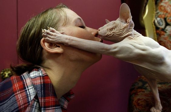 Sphynx Cat kissing its owners nose