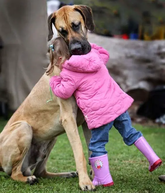 A girl hugging a Great Dane dog