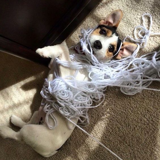 A Jack Russell puppy lying on the with yarn rolled around its body