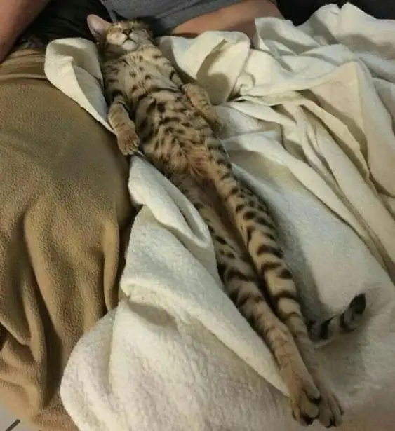 sleeping Bengal Cat lying on its back in sturdy straight position