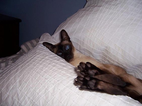 Siamese Cat lying in between two pillows
