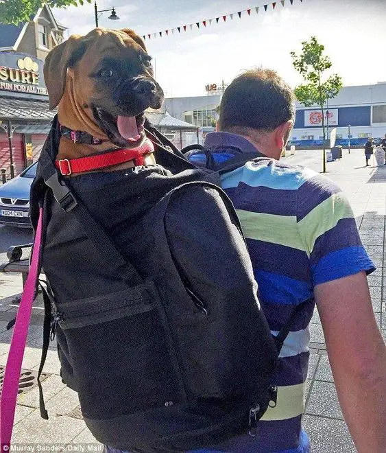 A Boxer puppy in the back pack of a man walking in the street
