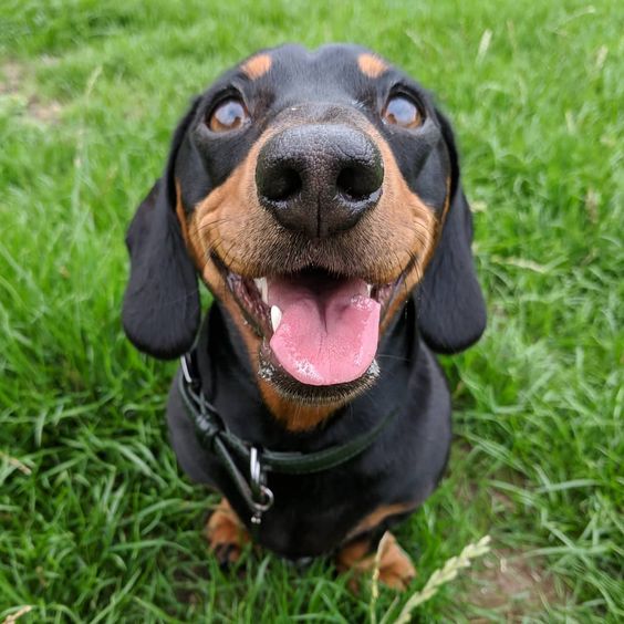smiling Dachshund while sitting on the green grass