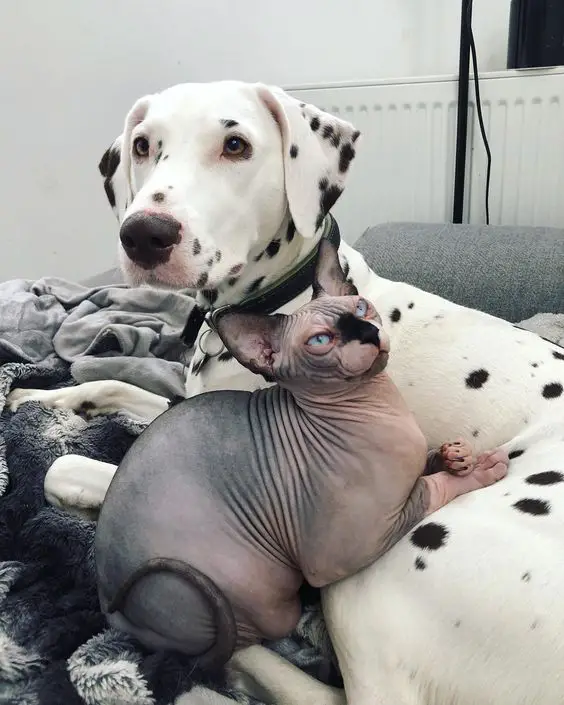 Sphynx Cat lying on the bed with a dog