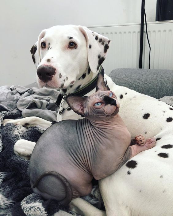 Sphynx Cat lying on the bed with a dog