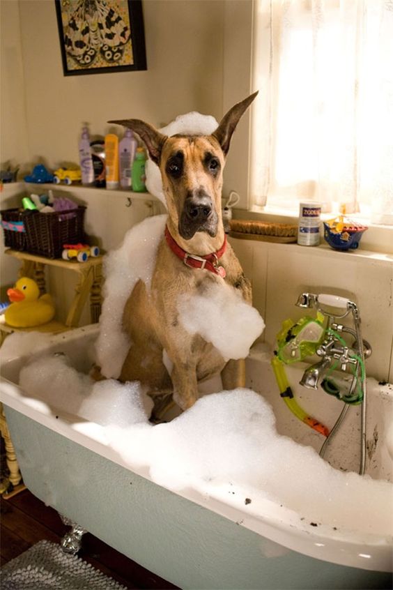 Great Dane in a bath tub full of bubbles