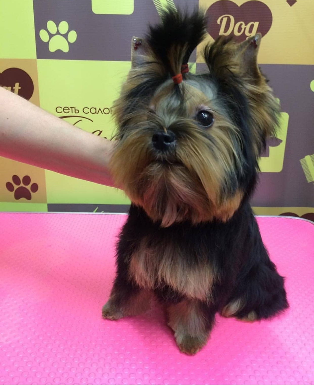 A Yorkshire Terrier sitting on top of the grooming table