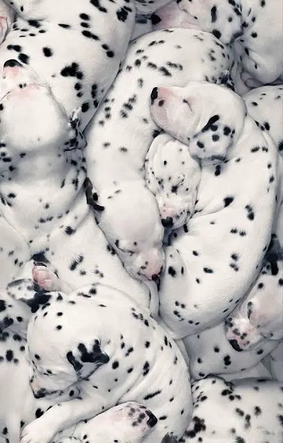 Dalmatian puppies snuggled up sleeping together