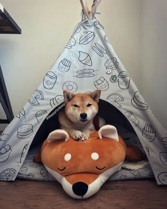 Shiba Inu resting on top of a Shiba Inu stuffed toy inside a boho style tent