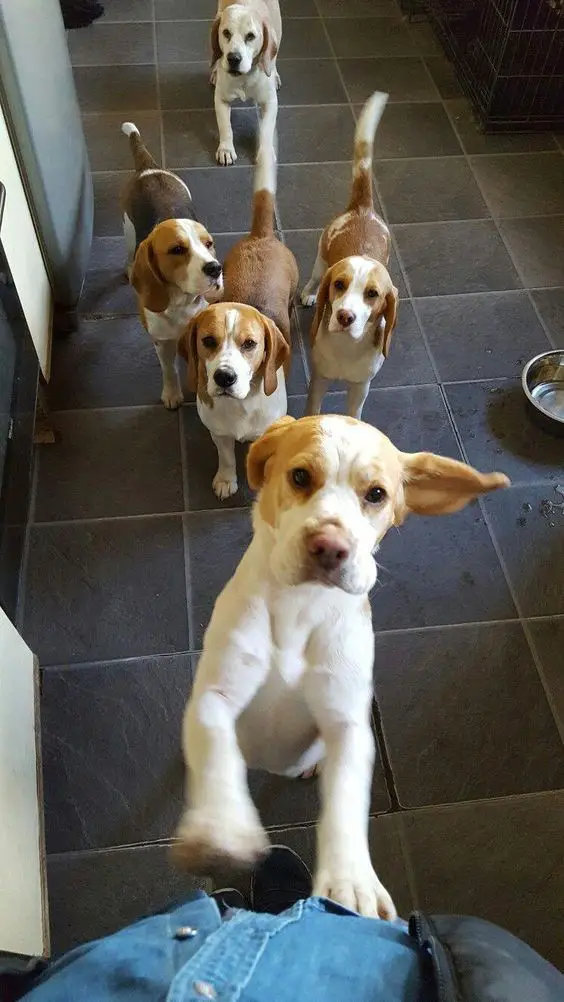 Beagle dogs waiting for their food
