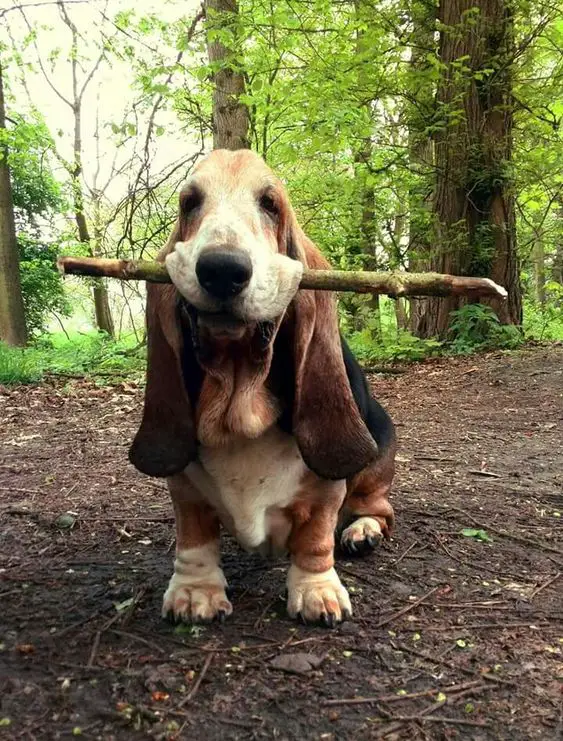 A Basset Hound in the forest with a stick in its mouth