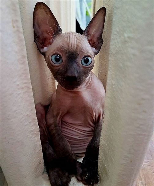 Sphynx Cat sitting in between two walls with tiny space
