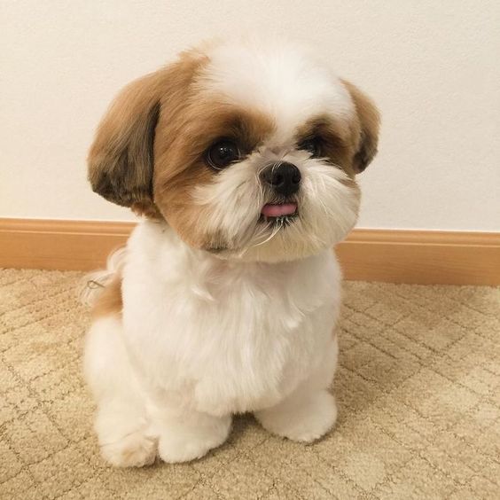 Shih Tzu sitting on the floor