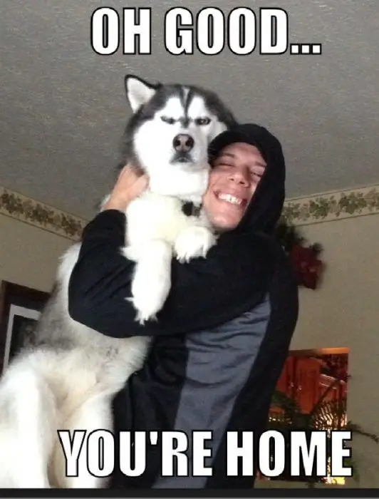 photo of a man holding an unamused Husky with text - Oh good... you're home