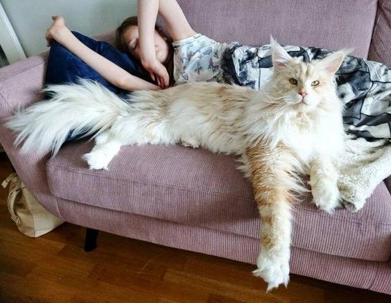 Maine Coon cat lying on the couch with its owner