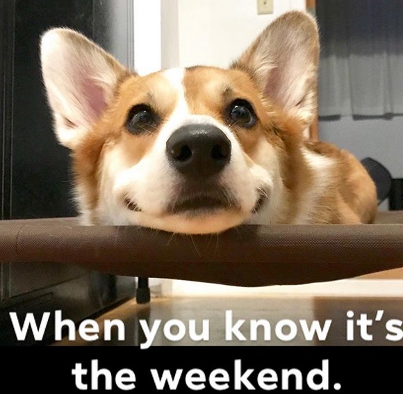 A Corgi lying on top of the bed with its adorable smile photo and with text - When you know it's the weekend