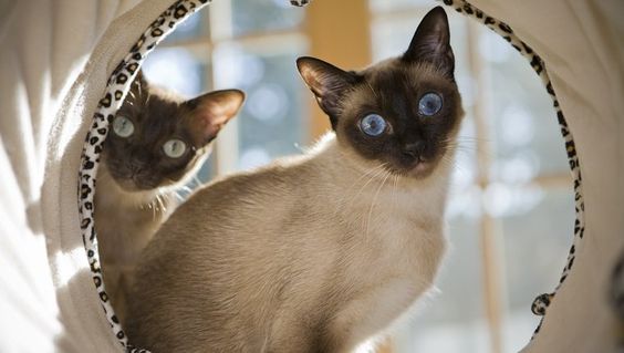 two Siamese Cats looking from a hole