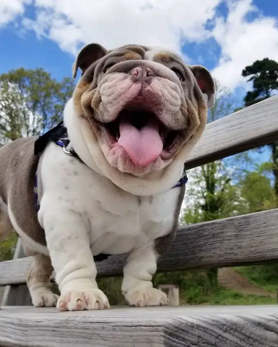 smiling English Bulldog at the park