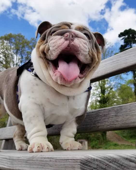 smiling English Bulldog at the park