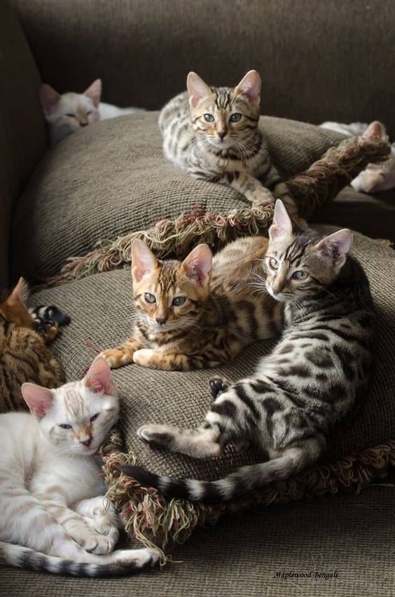 bunch of Bengal Cats lying on the couch