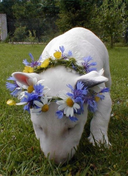 English Bull Terrier sniffing the green grass while wearing a flower crown