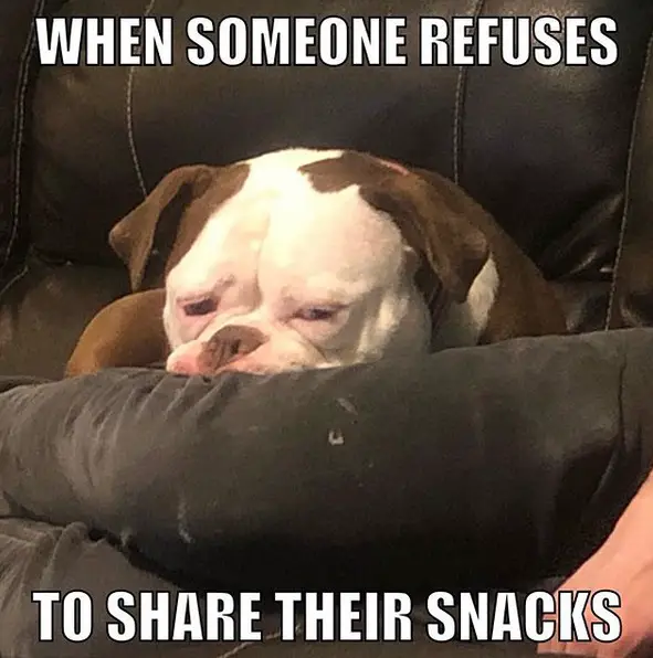 photo of a sad Bulldog lying on top of the couch with text - when someone refuses to share their snacks