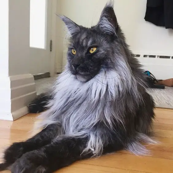 black and grey Maine Coon Cat resting on the floor