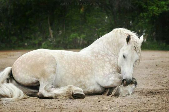 white horse lying down on the ground