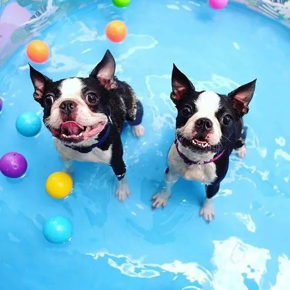 two French Bulldog sitting in the water inside an inflatable pool