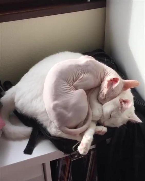 A Sphynx Cat curled up sleeping on top of a sleeping white furry cat