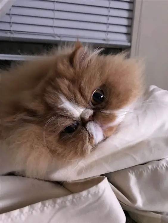 Persian Cat with big eyes lying on the bed